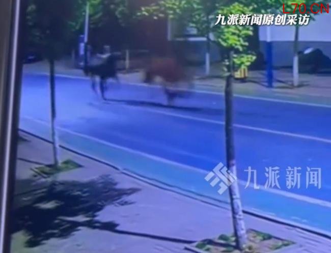 公马跟随母马狂奔 5个人狂追3公里