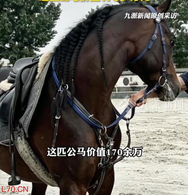 公马跟随母马狂奔 5个人狂追3公里 街头上演“马速追逐战”
